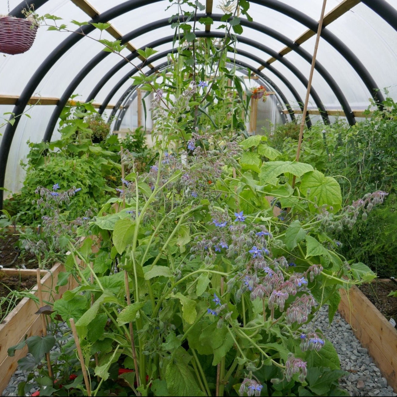 Poly tunnel greenhouse